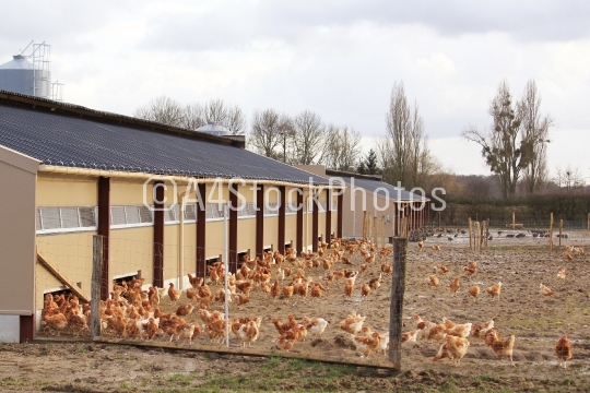 chicken farm