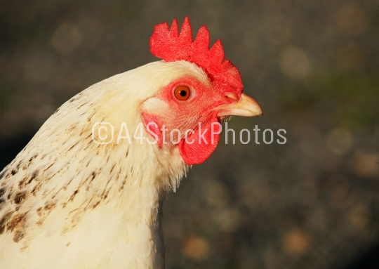 Chicken Head Close Up