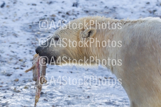 Close-up of a polarbear (icebear) eating something