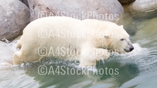 Close-up of a polarbear (icebear) jumping in the water