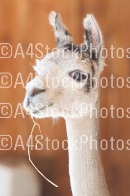 Close-up of a white alpaca