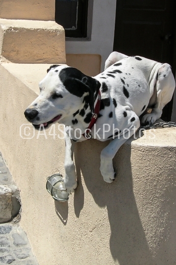 Dalmatian Lying on Wall