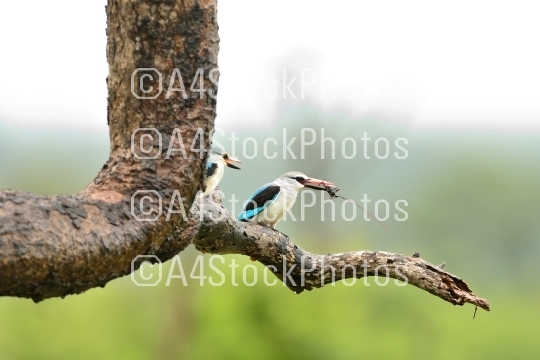 Forest kingfisher in the wilderness