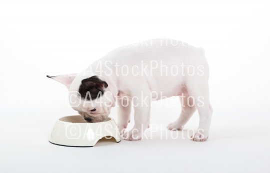 French puppy bulldog eating, isolated
