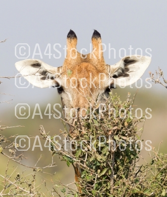 Giraffe eating fresh leaves from a tree