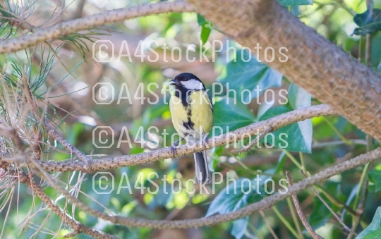 Great tit with caterpillar