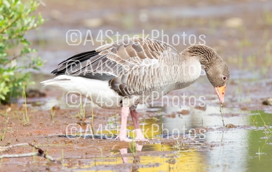 Greylag Goose drinking in a national park in Iceland
