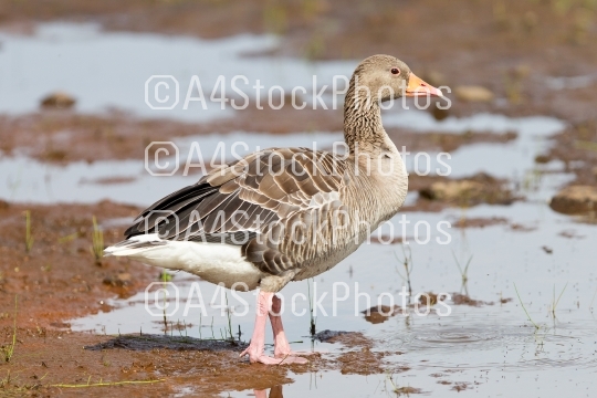 Greylag Goose in a national park in Iceland