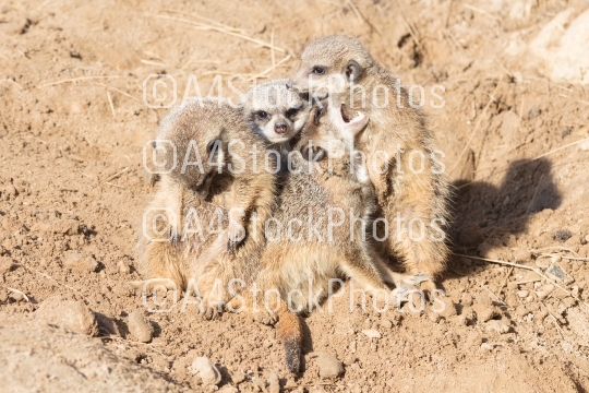 Group hug Meerkat