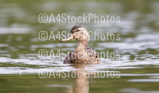 Mallard duck female swimming on the water