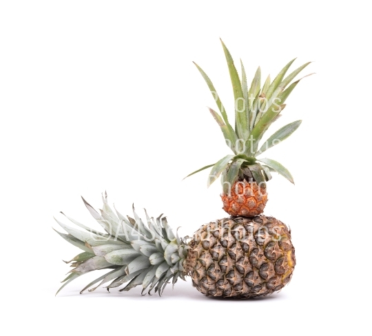 Mini fruit pineapple with a big one