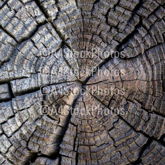 Old tree cut texture