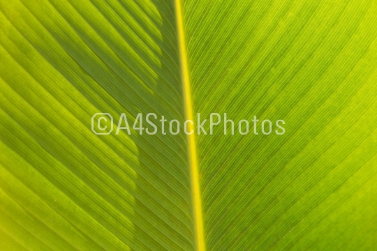 One green leaf structure background