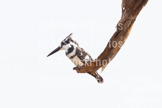 Pied Kingfisher sitting in a tree overlooking it