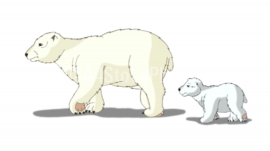 Polar Bear Isolated on White Background