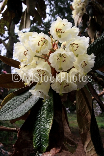 Rhododendron (Falconeri)