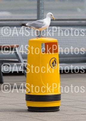 Seagull on an old yellow bin