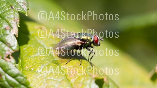 Small fly resting