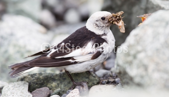 Snow Bunting, Plectrophenax nivalis in breeding plumage, Iceland