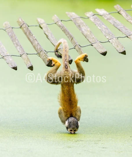 Squirrel monkey - drinking water up-side down