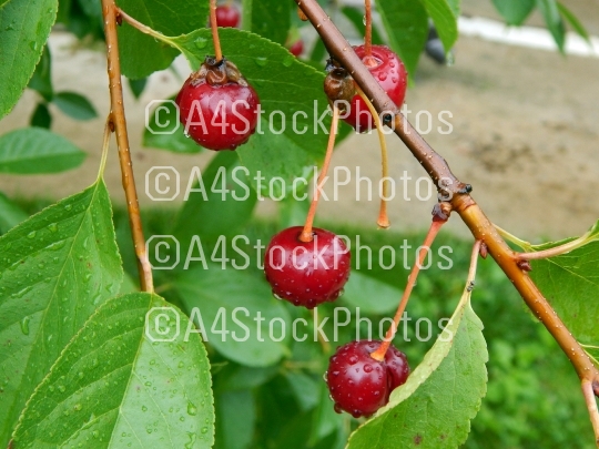 Summer harvest of fruits and berries in the garden of the garden