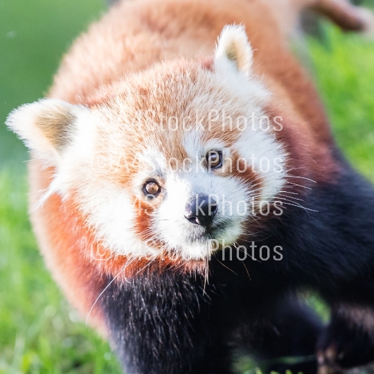 The Red Panda, Firefox or Lesser Panda