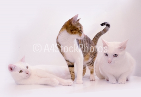 Two white cats and a calico cat sitting in the light