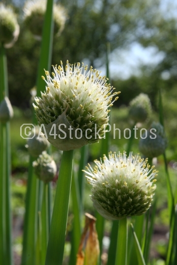 Welsh Onion (Allium fistulosum)
