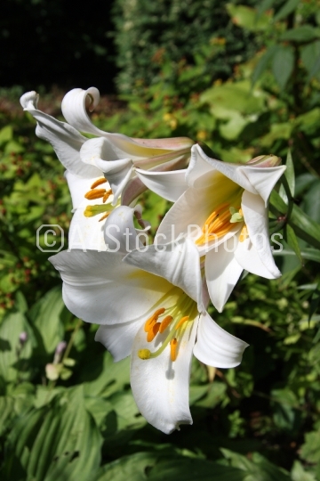 White Lily (Lilium)