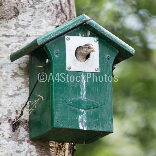 Young sparrow sitting in a birdhouse