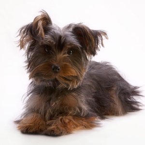 A cute little yorkie or yorkshire terrier posing for the camera