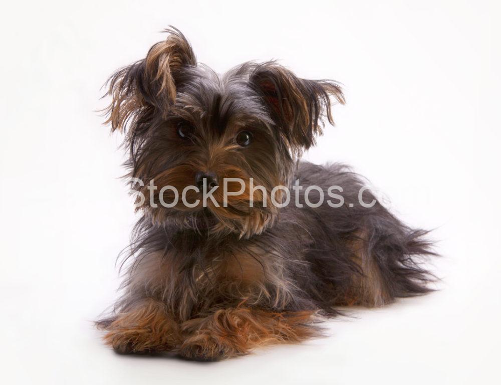 A cute little yorkie or yorkshire terrier posing for the camera