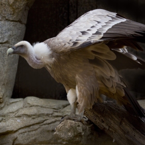 African vulture perched on a rock