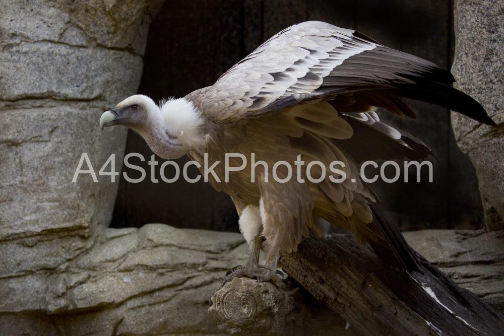 African vulture perched on a rock