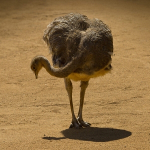 A Darwin's Rhea foraging for food in an arid, sandy landscape