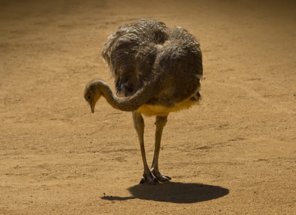 A Darwin's Rhea foraging for food in an arid, sandy landscape