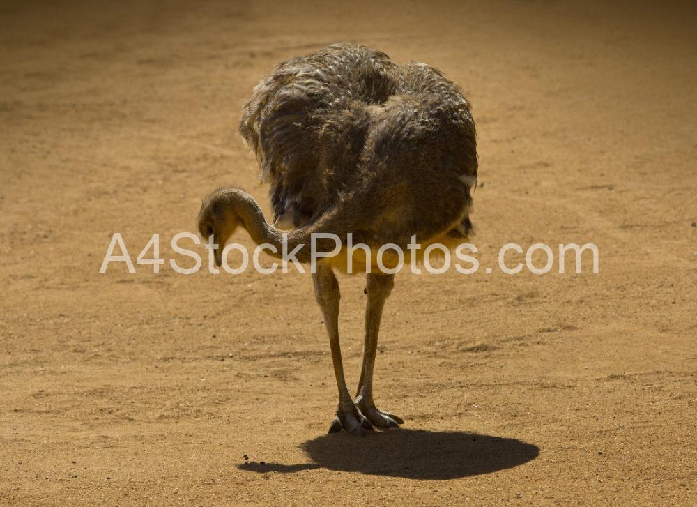 A Darwin's Rhea foraging for food in an arid, sandy landscape