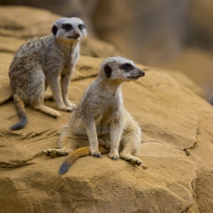 Two meerkats sitting on a rock