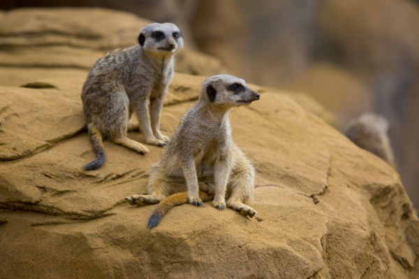 Two meerkats sitting on a rock