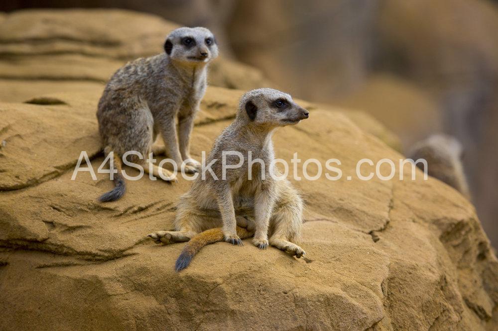 Two meerkats sitting on a rock