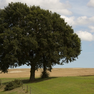 two oak trees in a summer field