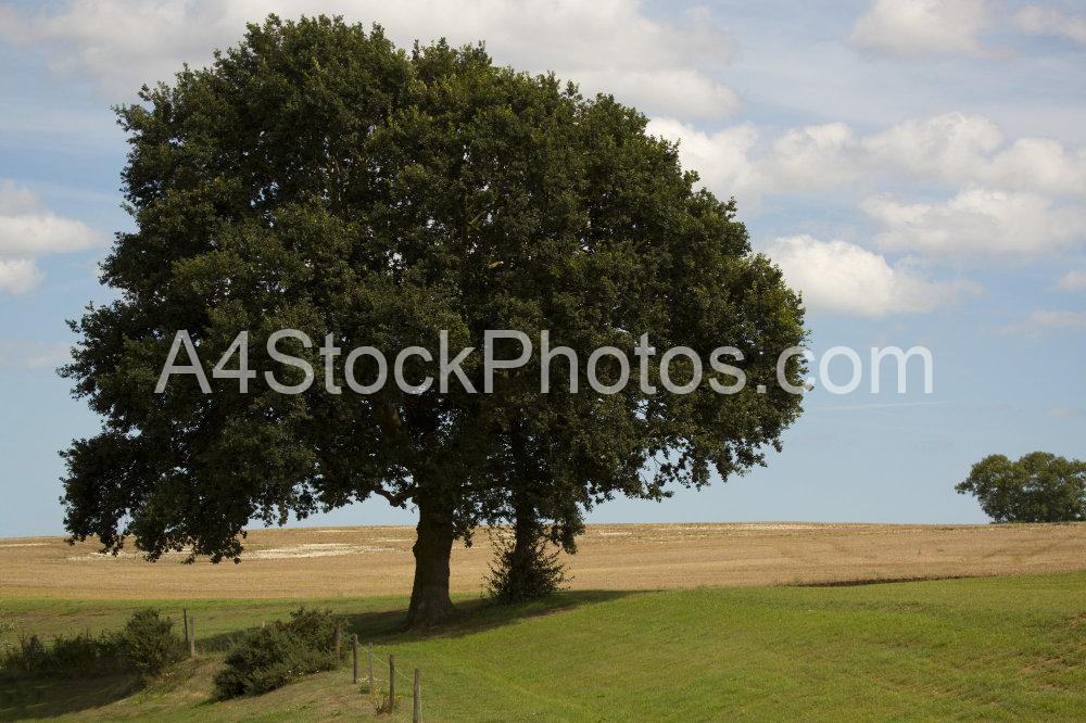 two oak trees in a summer field