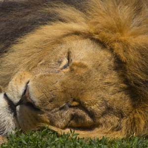 A male african lion asleep (close up)