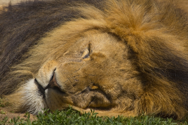 A male african lion asleep (close up)