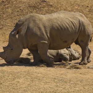 A female african white rhino with a young calf lying down while she is grazing on dry grass