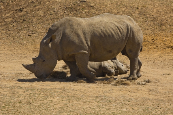 A female african white rhino with a young calf lying down while she is grazing on dry grass