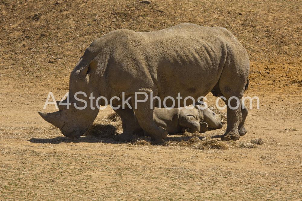 A female african white rhino with a young calf lying down while she is grazing on dry grass