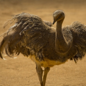 A Darwin's Rhea posing in the sunshine in an arid, desert setting with wings spread