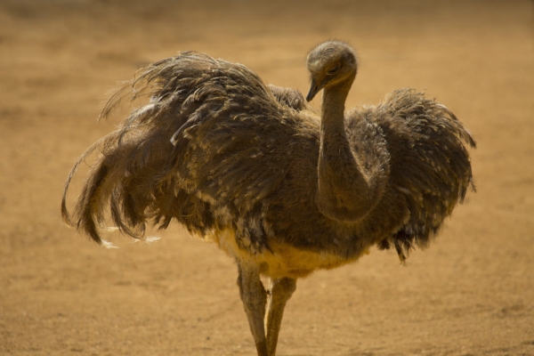 A Darwin's Rhea posing in the sunshine in an arid, desert setting with wings spread