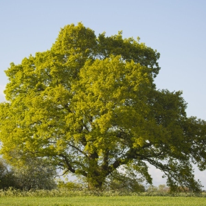 A magnificent english oak tree in early summer